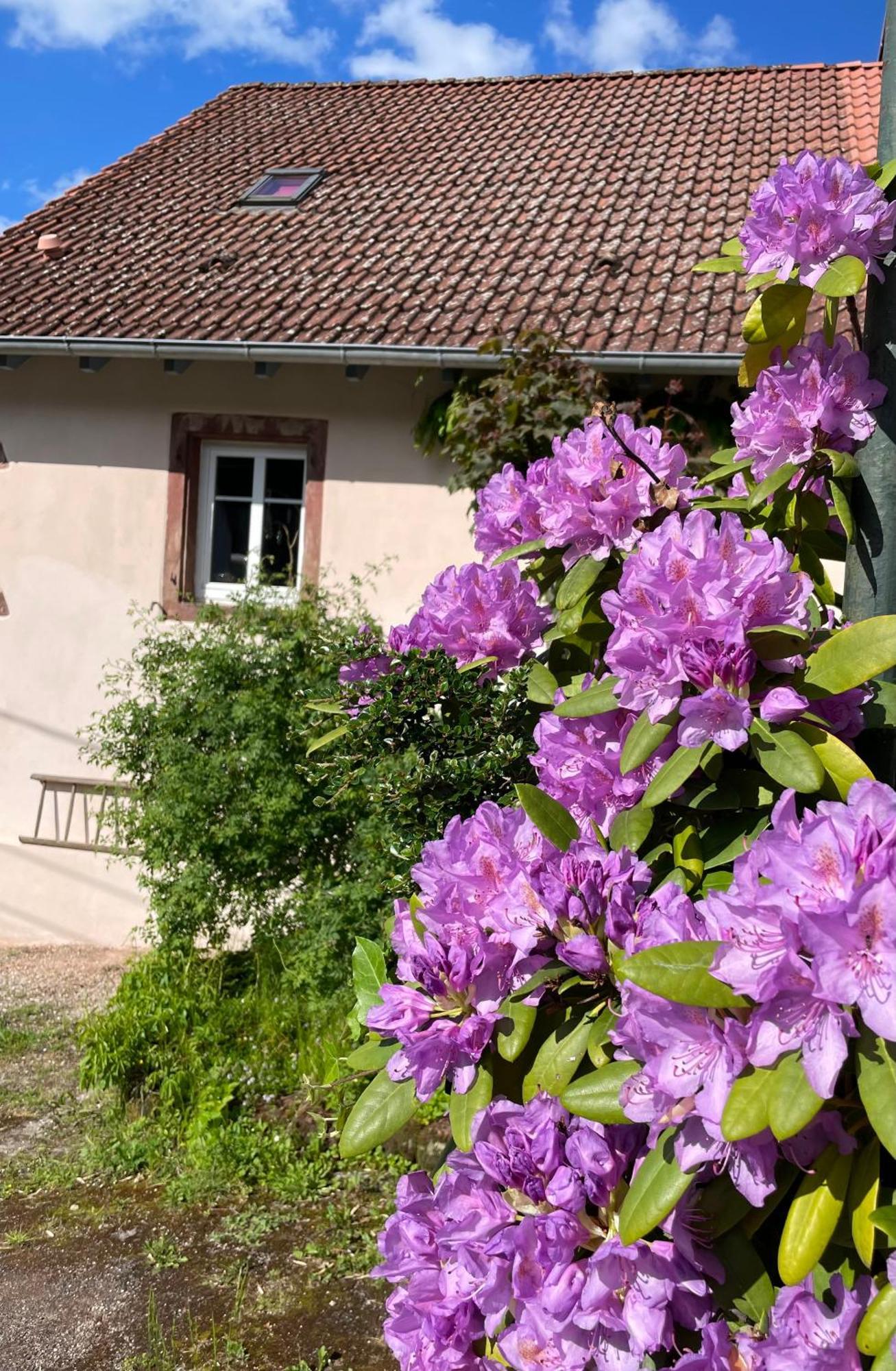 Maison D'Hotes Des Mondfaenger Bed & Breakfast Meisenthal Exterior photo